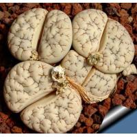 ราคา 20 เมล็ด ไลทอป กระบองเพชร ไม้อวบน้ำ กุหลาบหิน แคคตัส ไม้หิน Living Stones Lithops สายพันธุ์ gracilidelineata (19905362173)