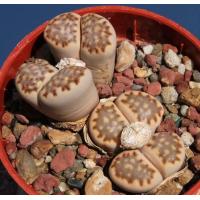 ราคา 12 เมล็ด ไลทอป กระบองเพชร ไม้อวบน้ำ กุหลาบหิน แคคตัส Living Stones Lithops สายพันธุ์ julii ssp fulleri (19904702546)
