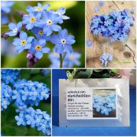 ราคา เมล็ดพันธุ์ ฟอร์เก็ตมีน็อท Forget Me Not Flower Seed 200 เมล็ด คุณภาพดี ราคาถูก ของแท้ (7171810529)