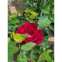 ราคา กุหลาบสีแดง ต้นกุหลาบดอก ดอกใหญ่สวย ส่งพร้อมถุงชำ 5นิ้ว (11307349763)
