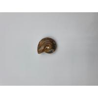 ราคา amonite shell specimen ตัวอย่างเปลือกแอมโมไนต์ (8958688196)