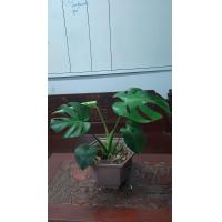 ราคา มอนสเตอร่าไจแอนท์ (14193506836)