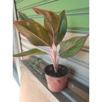 ราคา ต้นแสงเงินแสงทอง อโกนีมา (21203670576)