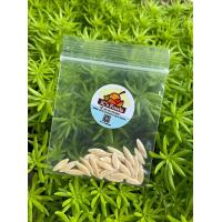 ราคา เมล็ด แตงกวา ลูกใหญ่กว่าแตงร้าน ซองละ 29 บาท (17780331998)