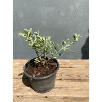 ราคา ต้นนีออนใบเงิน นีออแคระ ดอกสีม่วง กระถาง 5 6 นิ้ว (21035111765)