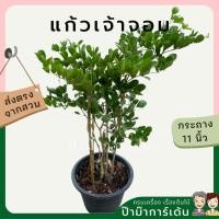 ราคา แก้วเจ้าจอม ดอกสีม่วง (17295512750)