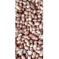 ราคา ถั่วลายเสือ เสือสิ่นลาย ป้าปุ๊แม่ฮ่องสอน 1 กก (20139413878)