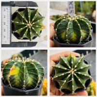 ราคา ยิมโนด่างไม้เมล็ด ชุดคัดเกรด ยิมโนด่าง ไม้เมล็ด กระบองเพชร แคคตัส (20396299481)