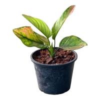 ราคา เฮงเฮง Aglaonema sp hengheng กระถาง 6 นิ้ว (20716263448)
