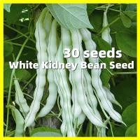 ราคา เมล็ดพันธุ์ ถั่วแขก ถั่วพุ่ม White Kidney Bean Seeds ผลผลิตสูง บรรจุ 30 เมล็ด ปลูกง่าย โตไว เมล็ดพันธุ์ถั่วแขก Bean Plants Seeds Vegetable Seeds เมล็ดพันธุ์พืช เมล็ดพันธุ์ผัก เมล็ดผัก เม็ดผัก ผักสวนคร