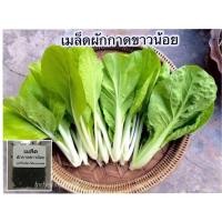 ราคา เมล็ดพันธุ์ ผักกาดขาวน้อย ผักกาดขาว ผักสวนครัว 700 เมล็ด 10 แถม 1 คละได้ (20772222497)