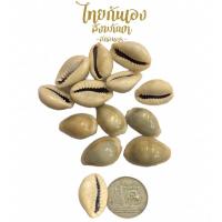 ราคา เบี้ยจั่น เบี้ยแก้ เบี้ยหอย ขนาดเล็ก 2 เซน ขนาดใหญ่ 1นิ้ว ราคาต่อ 5 ตัวนะคะ (10697694948)