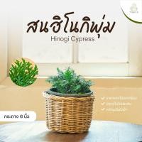 ราคา Treeno 9 T307 สนฮิโนกิ แบบพุ่ม Hinoki Cypress กระถาง 6 นิ้ว สูง 20 25 cm ไม้ประดับสวยงาม ไม้มินิมอล ไม้มงคล บอนไซ ต้นไม้ (9403222796)
