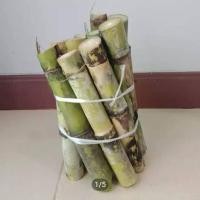 ราคา อ้อยสุพรรณบุรี50อ้อยคั้นน้ำ รสหวาน สุดยอดของอ้อยคั้นน้ำ จำนวน10ท่อน 30ข้อตา (14087730342)