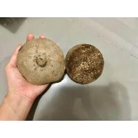 ราคา บัวบกโขด 2โขด ราคา59บาท (20565611976)