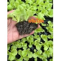 ราคา ภาพอต้นกล้าผักสลัด ไฮโดรโปรนิกส์ ต้นกล้าผักสวนครัวพร้อมปลูก มีสายพันธุ์ สลัดแก้ว ฟินเล่ย์ กรีนโอ๊ค เรดโอ๊ค มินิคอส ปลูกได้ทั้งแบบไฮโดรและแบบปลูกดิน เหมาะสำหรับปลูกในน้ำ กระถาง ปลูกแปลงดิน ชุดละ50 ต้น 