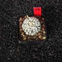 ราคา Astrophytum แคคตัส กระบองเพชร ถูกๆ สวยๆ AA05 (17807293639)