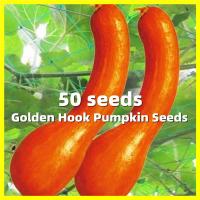 ราคา Golden Hook Pumpkin Seed 50เมล็ด ซอง อัตรางอกสูง เมล็ดพันธุ์ฟักทองญี่ปุ่นสีส้ม Sweet Pumpkin Seeds High Yield Pumpkin Plant Seeds Vegetable Seeds for Gardening เมล็ดพันธุ์ฟักทองญี่ปุ่นสีส้ม เมล็ดฟักทอ