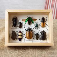 ราคา กรอบรูปแมลงสต๊าฟ กรอบรูปแมลงต่างๆ แมงป่อง แมงมุมสต๊าฟ กรอบรูปไม้ติดผนัง กรอบรูปผีเสื้อสต๊าฟ เพื่อการเรียนรู้ กรอบตกแต่งบ้าน (21016450597)