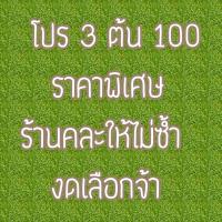 ราคา กุหลาบหิน มินิมอล ต้นไม้ปลอม ตั้งโต๊ะทำงาน โต๊ะเรียน แต่งห้อง แต่งโต๊ะทำงาน แต่งบ้าน พร้อมส่งร้านไทย ทำเองหมด (19111733940)