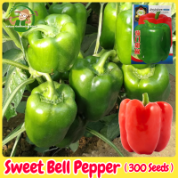 ราคา เมล็ดพริกหวาน เมล็ดพันธุ์ พริกหยวก บรรจุ 300เมล็ด Bell Pepper Seeds Organic Vegetable Seeds for Planting เมล็ดพริกหยวก ผักออร์แกนิก F1 เมล็ดพันธุ์ผัก บอนไซ พันธุ์ผัก เมล็ดพันธุ์พืช เมล็ดผัก เมล็ดพันธุ