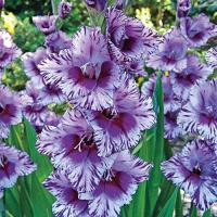ราคา 10 หัว แกลดิโอลัส Gladiolus ดอกซ่อนกลิ่นฝรั่ง หรือ ดอกคำมั่นสัญญา สายพันธุ์ Passos (21081309103)