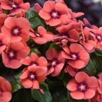 ราคา 20 เมล็ด ดอกแพงพวย แพงพวยฝรั่ง เมล็ดดอกไม้ Vinca Periwinkle Seeds สายพันธุ์ Tangerine (21275417226)