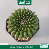 ราคา แคคตัส ยิมโนคริสไร้หนาม ยิมโนไม้เมล็ด ไม้ชำหน่อ พร้อมส่ง (17140665344)