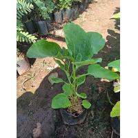 ราคา ต้นมะเขือ มะเขือเจ้าพระยา ต้นแรงส่งทั้งถุงดำ (20938334001)