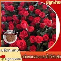 ราคา เมล็ดพันธุ์ดอกกุหลาบ นำเข้าจากต่างประเทศ 50 เมล็ด อัตรางอก100 สายพันธุ์ของแท้ดอกกุหลาบ เมล็ดกุหลาบ Pink Rose Seed เมล็ดพันธุ์กุหลาบสีแดง ปลูกกุหลาบเมล็ดพันธุ์ ดอกกุหลาบเมล็ดพันธุ์แท้ กุหลาบเมล็ดพันธุ์