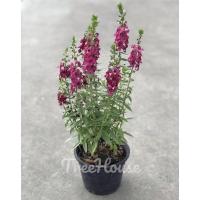 ราคา ฟอเก็ตมีนอต กระถาง 6 นิ้ว Forget me not Pot 6 (20713955385)
