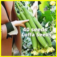ราคา เมล็ดพันธุ์ บวบหอมยาว Long Luffa Seed งอกง่าย 40เมล็ด ซอง บวบหอม สายฟ้า High Yield Luffa Seeds for Planting Vegetables Plant Seed F1 เมล็ดพันธุ์ บวบ เมล็ดพันธุ์ลูกผสม เมล็ดพันธุ์ผัก ผักสวนครัว บอนสี ต