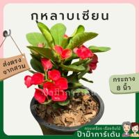 ราคา โป๊ยเซียน กุหลาบเซียน ต้นใหญ่ใส่กระถาง 8 นิ้ว (17295477136)