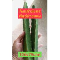 ราคา กิ่งพันธุ์แก้วมังกรสีม่วงแดง (19947806386)