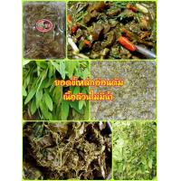 ราคา พร้อมส่ง ผักขี้เหล็กต้ม 500 กรัม เนื้อล้วนไม่มีน้ำ ใบขี้เหล็กต้ม ผักขี้เหล็ก แกงใส่ หนังควาย หนังวัว เก็บสดจากต้น รับประกันคุณภาพ (16088862230)