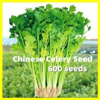 ราคา คื่นฉ่ายฝรั่ง เมล็ดพันธุ์ Chinese Celery Seeds งอกง่าย 600เมล็ด ซอง คื่นฉ่ายฝรั่ง เซเลอรี่ Celery Small Leaf Celery Vegetable Seeds for Gardening Organic Celery Plant Seeds for Planting เมล็ดบอนสี เมล