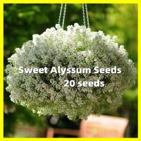 ราคา เมล็ดพันธุ์ ดอก อลิสซั่ม ไวท์สวีท White Sweet Alyssum Seeds การันตีอัตรางอก 20เมล็ด ซอง Snow Crystals Flower Seeds Ornamental Flowering Plants Seeds for Planting เมล็ดดอกไม้ ต้นไม้ประดับ ดอกไม้ปลูก ต้