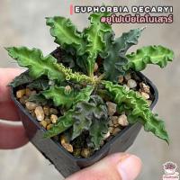 ราคา พร้อมส่ง โปรโมชั่น ยูโฟเบียไดโนเสาร์ Euphorbia decaryi แคคตัส เพชร cactus succulent ส่งทั่วประเทศ พรรณ ไม้ น้ำ พรรณ ไม้ ทุก ชนิด พรรณ ไม้ น้ำ สวยงาม พรรณ ไม้ มงคล (18450856871)