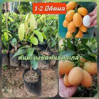 ราคา ต้นมะยงชิดพันธุ์ทูลเกล้า ลูกใหญ่เท่าไข่ไก่ มะยงชิดพันธุ์ทูลเกล้า 1ปีจะติดผล 2 3 รอบ เวลาติดผลจะดกมาก เมล็ดลีบ เนื้อในเยอะ แบบเสียบยอด สูง 30 40 ซม (14800941325)