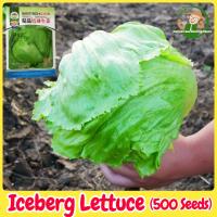 ราคา เมล็ดพันธุ์ ผักสลัด ไอซ์เบิร์ก สลัดแก้ว บรรจุ 500เมล็ด Iceberg Lettuce Seed Organic Vegetable Seeds for Planting ผักสลัดแก้ว ผักสลัด เมล็ดพันธุ์แท้ OP เมล็ดพันธุ์ผัก ปลูกผัก ผักสวนครัว ผักออร์แกนิก พั