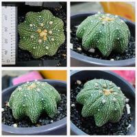 ราคา แอสโตรไฟตัม สตาร์เชฟ ปลาดาว ปลาดาวจีน ยามาโมโตะ Star shape Astrophytum Cactus กระบองเพชร (20982258320)