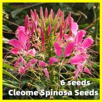 ราคา ผักเสี้ยนฝรั่งคละสี Cleome Spinosa Seeds การันตีอัตรางอก 6เมล็ด ซอง Flower Seeds for Planting Flower Plant เมล็ดพันธุ์ดอกไม้ ไม้ประดับ พันธุ์ดอกไม้ เมล็ดดอกไม้ บอนสีราคาถูก เมล็ดบอนสี ต้นบอนสี บอนไซ ด