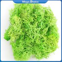 ราคา MegaChoice 100 Original Artificial Plant Eternal Life Moss Mini Garden Micro Landscape Accessories Garden Home Decoration (21174969881)