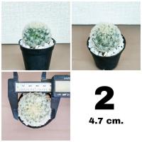 ราคา กระบองเพชร แมมขนนกขาว 4 5 cm (21315010488)