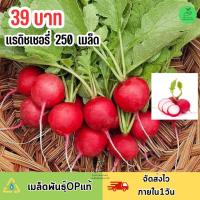 ราคา เมล็ดพันธุ์ แรดิชเชอรี่ บรรจุ 250 เมล็ด หวานฉ่ำ (19680755577)