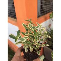 ราคา ฟอร์จูริก้า คุณนายตื่นสายด่างชมพู หรือ คุณนายไฮโซ คุณนายรับทรัพย์ คุณนายรับเงิน กระถาง 2 5 3 นิ้ว ราคา 69 บาท (10967942512)