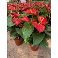 ราคา ดอกหน้าวัว Anthurium หน้าวัว เรดเลดี้ หน้าวัว สีแดงสด ดอกหน้าวัวใบสวยมาก ดอกใหญ่ สีแดงสดมากๆ ต้นสูง 25 30 ซม ในกระถาง 6 นิ้ว (7566080035)