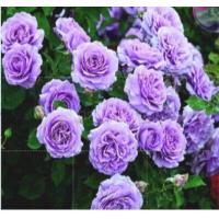 ราคา 25 เมล็ด เมล็ดกุหลาบ อังกฤษ seeds พันธุ์เลื้อย สีม่วง กุหลาบหนู Rose seed (11770382571)