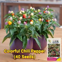 ราคา เมล็ดพันธุ์ พริกหลากสี F1 เมล็ดพริกไทยร้อน บรรจุ 40เมล็ด Colorful Hot Pepper Seeds Organic Vegetable Seeds for Planting เมล็ดพันธุ์พริก เมล็ดพันธุ์ผัก ผักสวนครัว ผักออร์แกนิก พันธุ์ผัก เมล็ดผัก เมล็ดพ