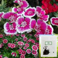 ราคา เมล็ดดอกผีเสื้อ 100 เมล็ด ซื้อ10แถม1 คละได้ (15789835391)